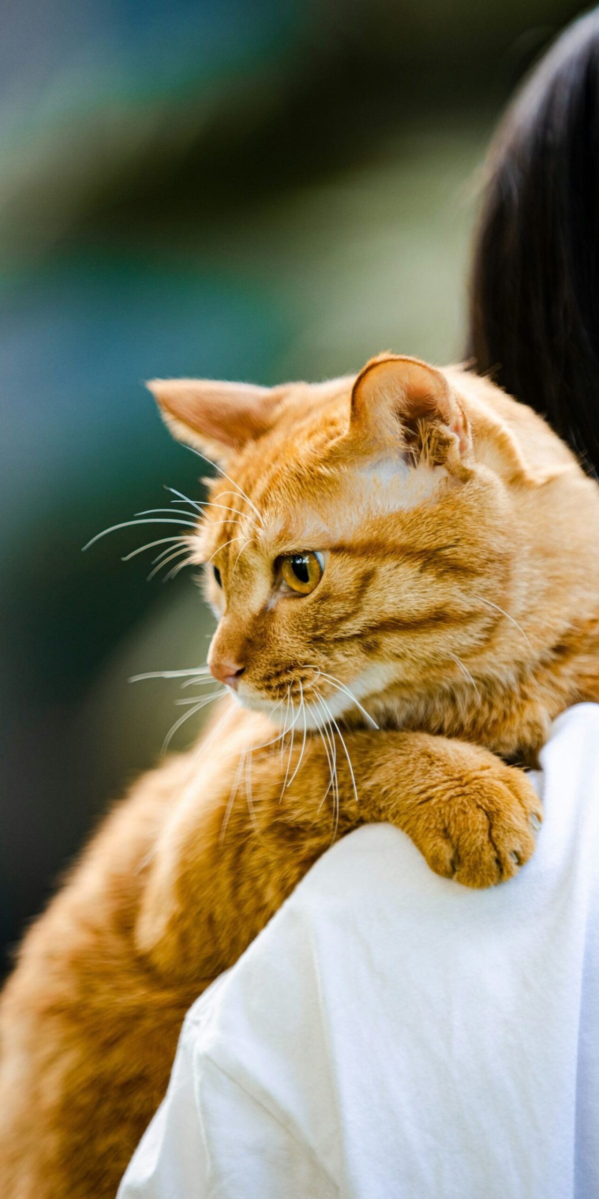 Worker Comp Butcher Shop California